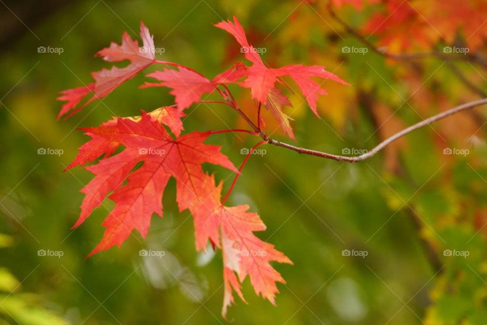 Feuilles rouges en automne 