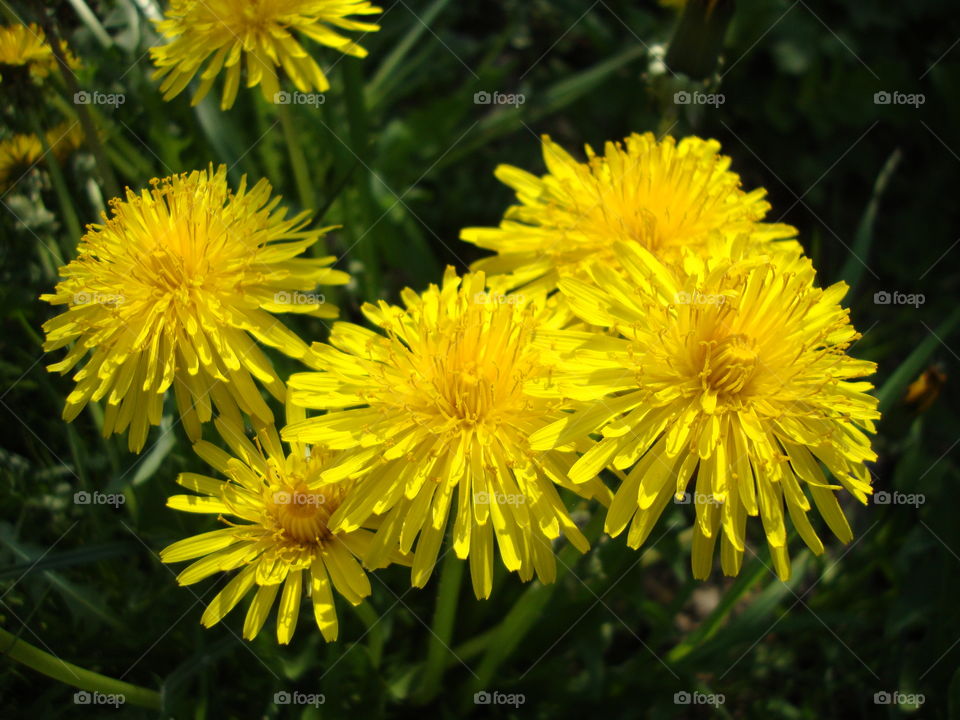 dandelion