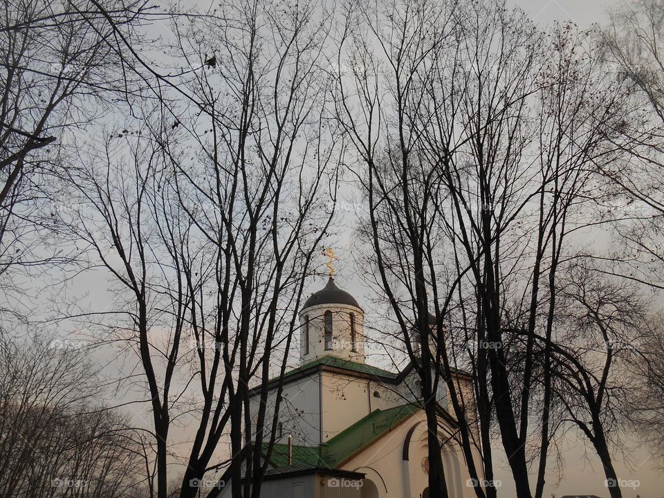 church and trees view from the ground