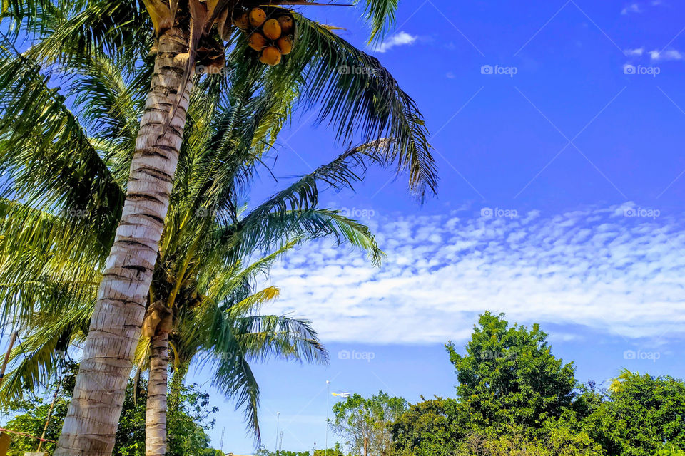 landscape of palm trees and green trees with a blue sky and white clouds