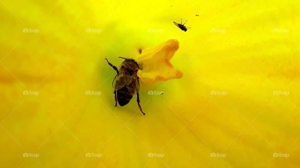 bees on the colors pumpkin