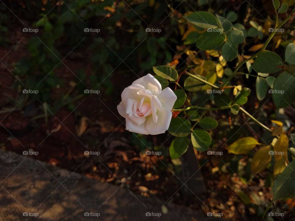 Rose
White Rose
Flower of love 
Beautiful and sunkissed