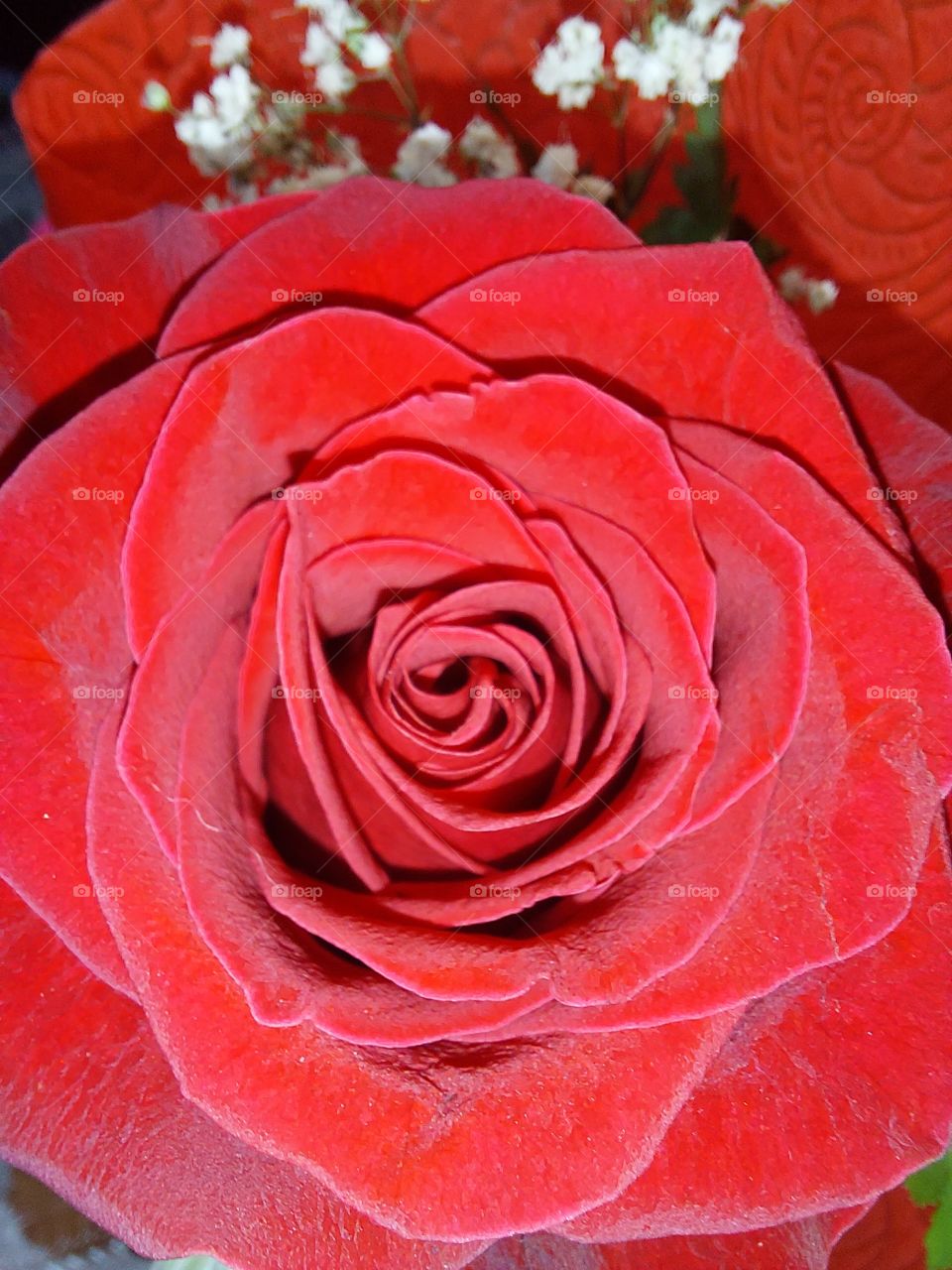 Beautiful rose