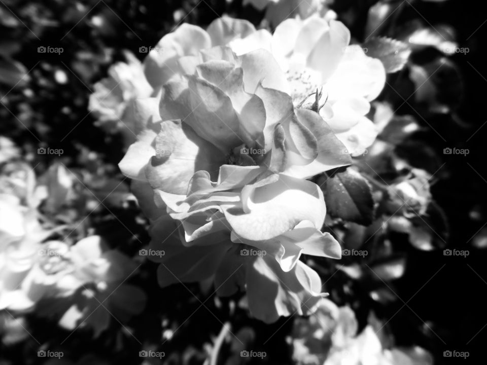 flower 🌸. This is another picture of the same flower 🌸 only the black and white version