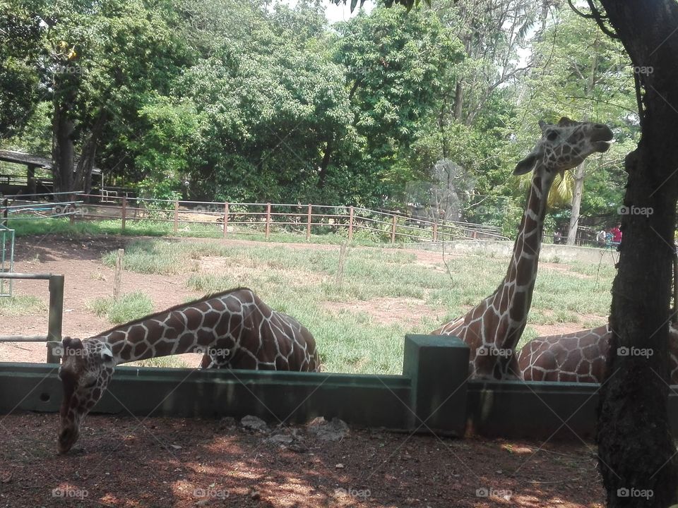 pair of giraffes