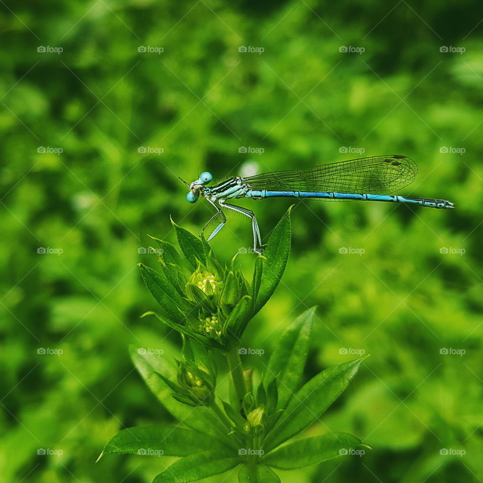 Just a curious dragonfly