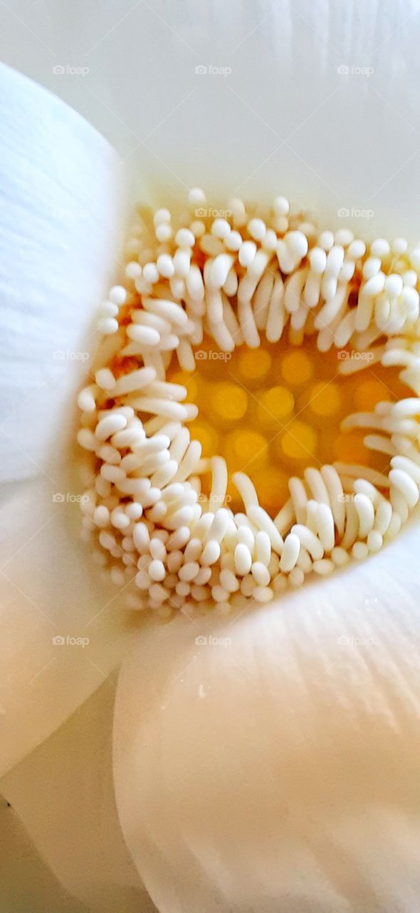 Macro of lotus flower