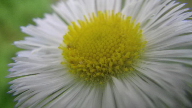 Daisy