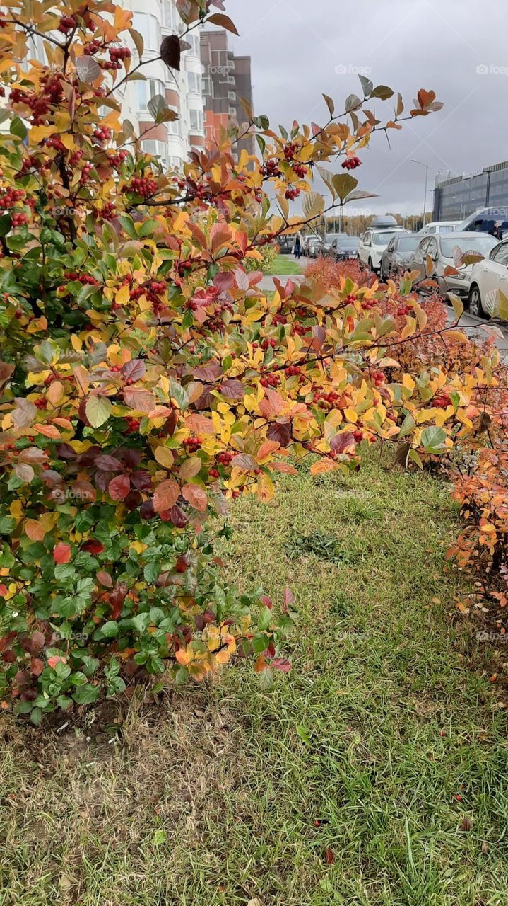 жёлто   зелёно   крассная