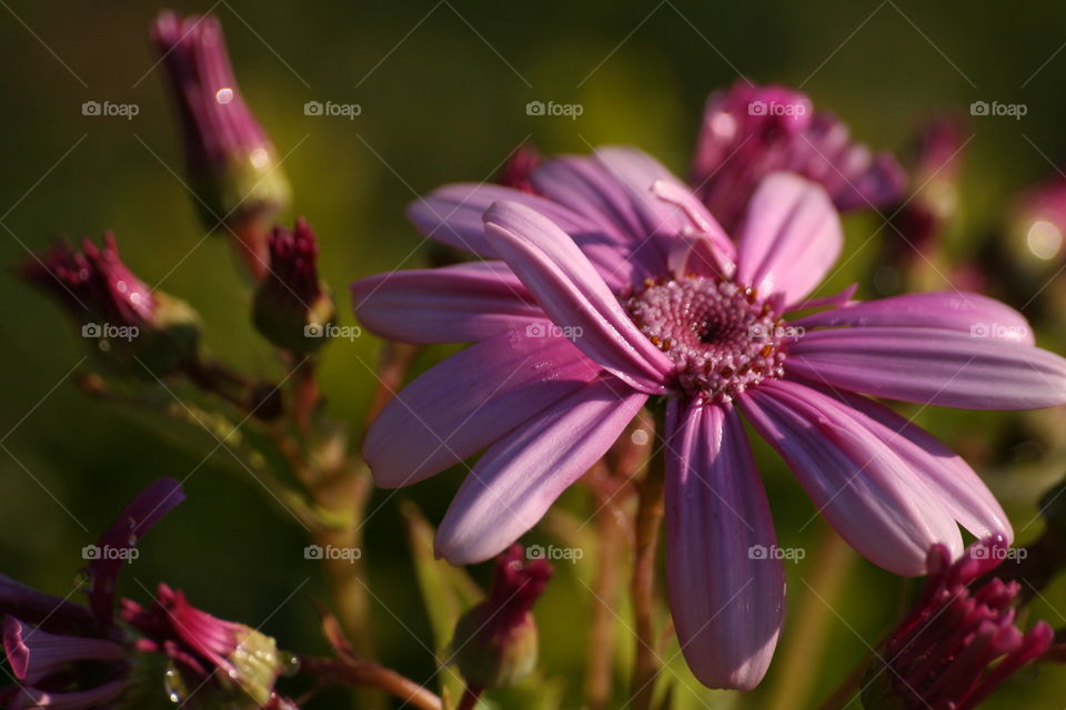 Elevated view of pink flower