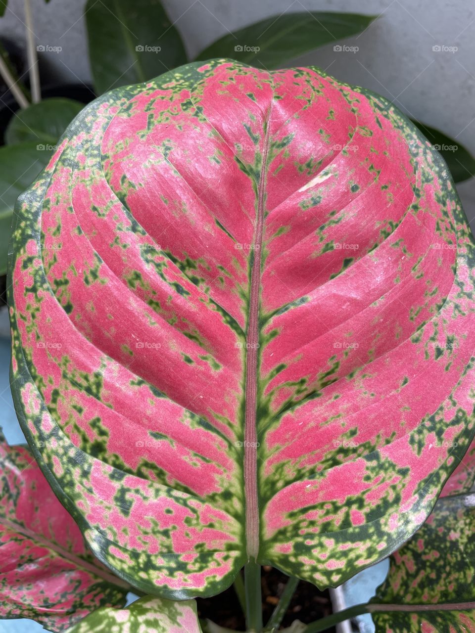 Pink leaf