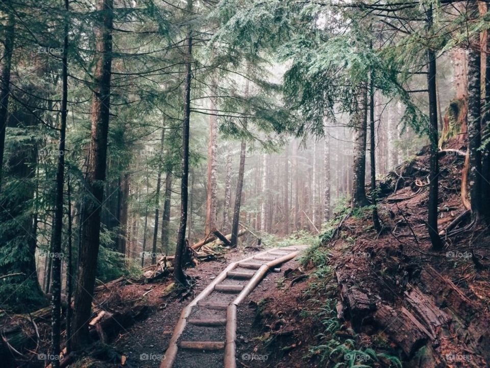 Tree landscape forest