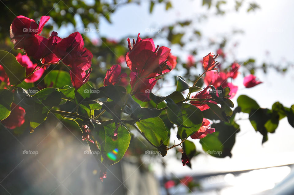 Flower, Nature, Leaf, Flora, Garden