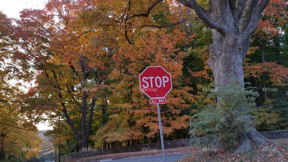 Street Stop Sign. :)