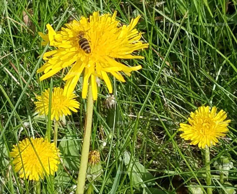 bee on dandelion