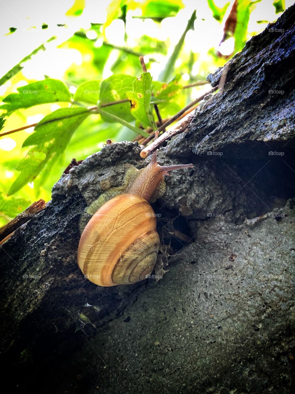 Snail 