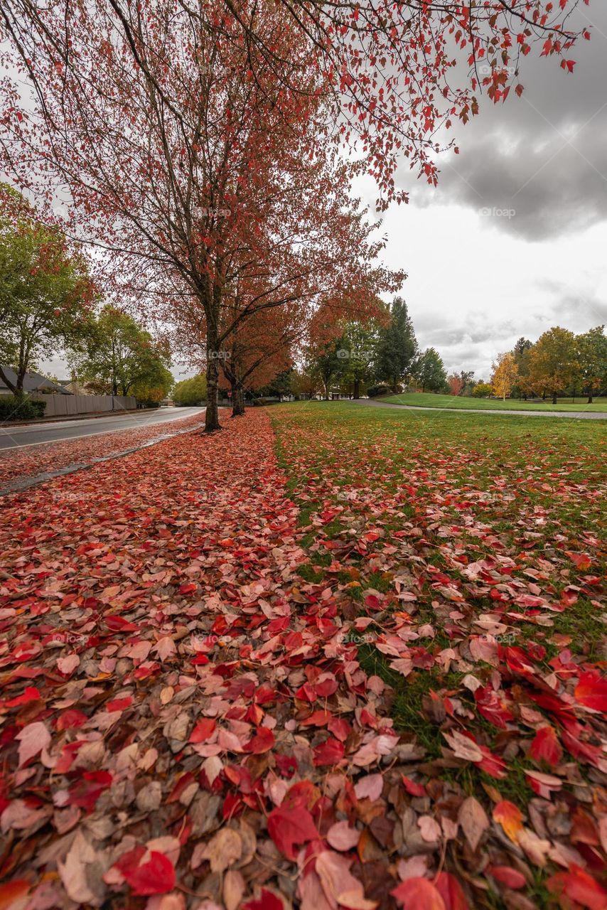 Tree lined street in autumn with bright red fall foliage leaves 