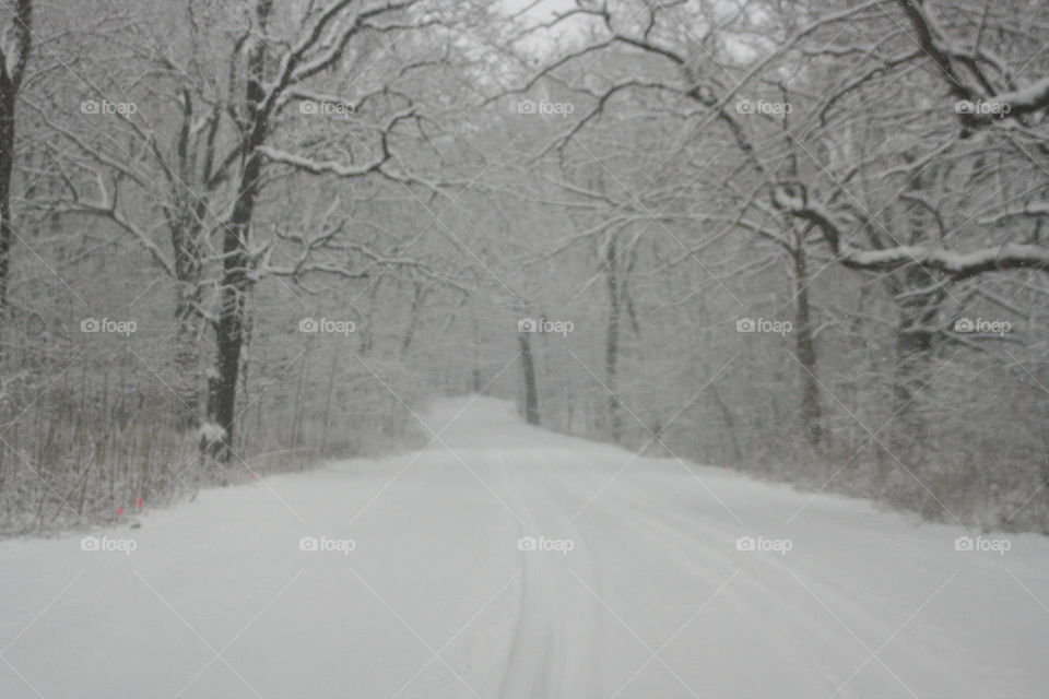 the woods in the snow