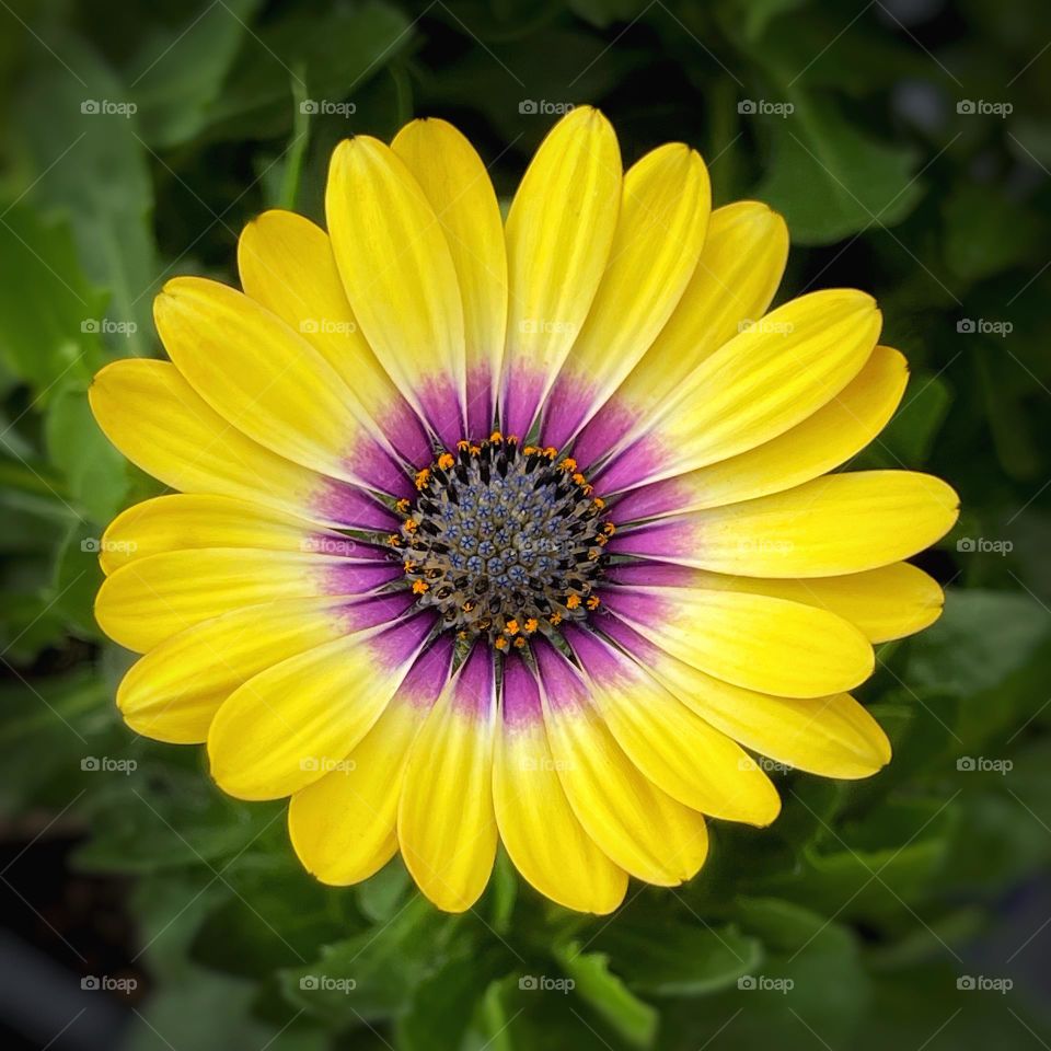 Yellow flower