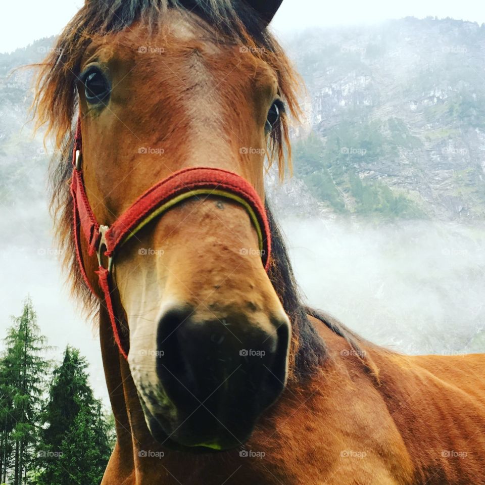 Horse in Hallstatt