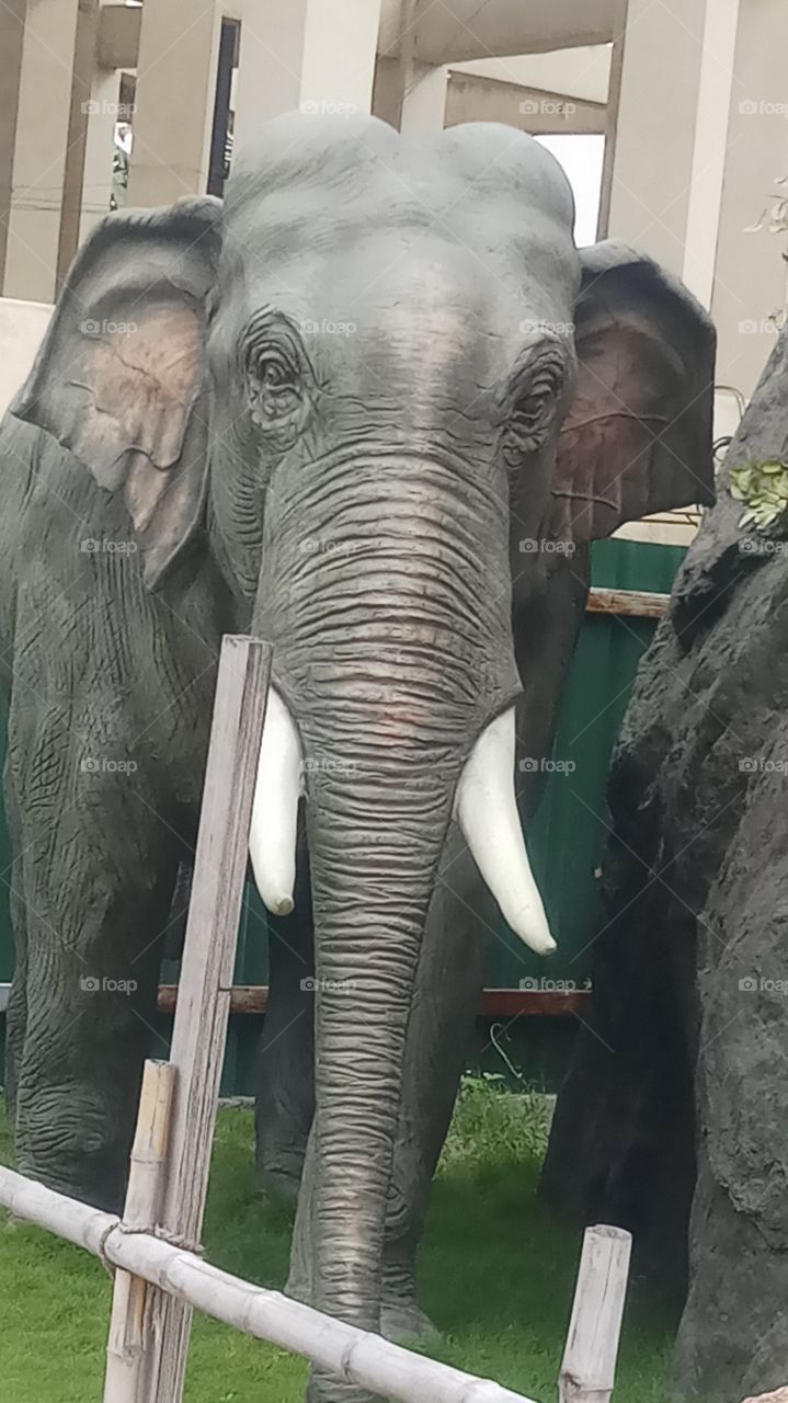 This elephant is very very beautyfull and nice click