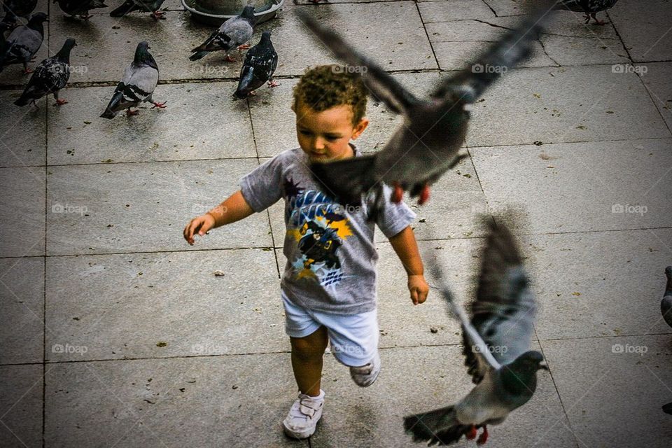 boy pigeons