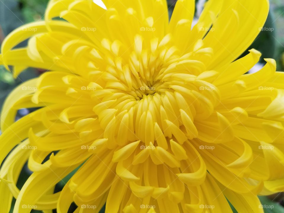 chrysanthemum opening
