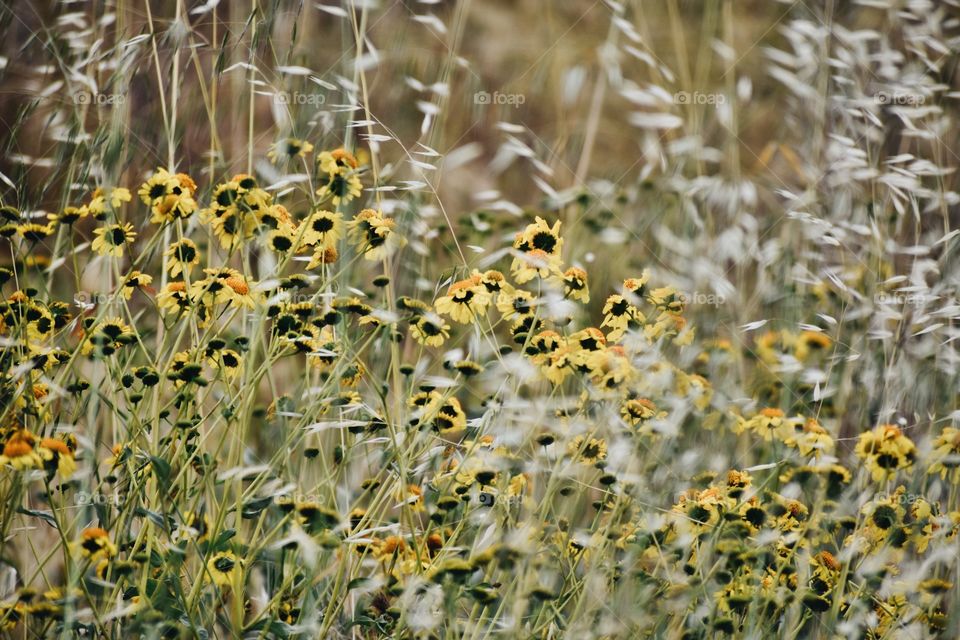 Wild Grass and Daisies 