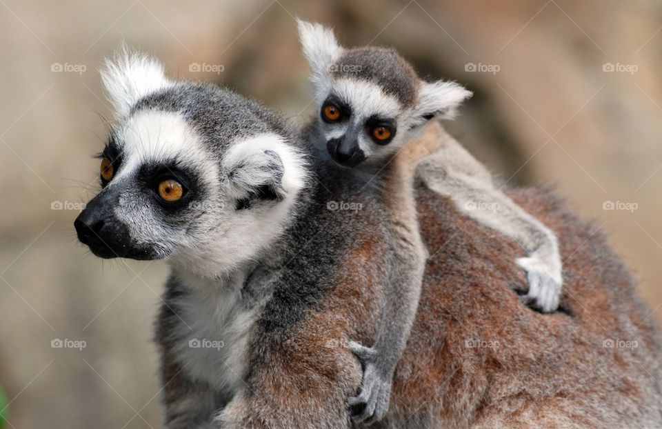 Ring-tailed lemur carrying young on back