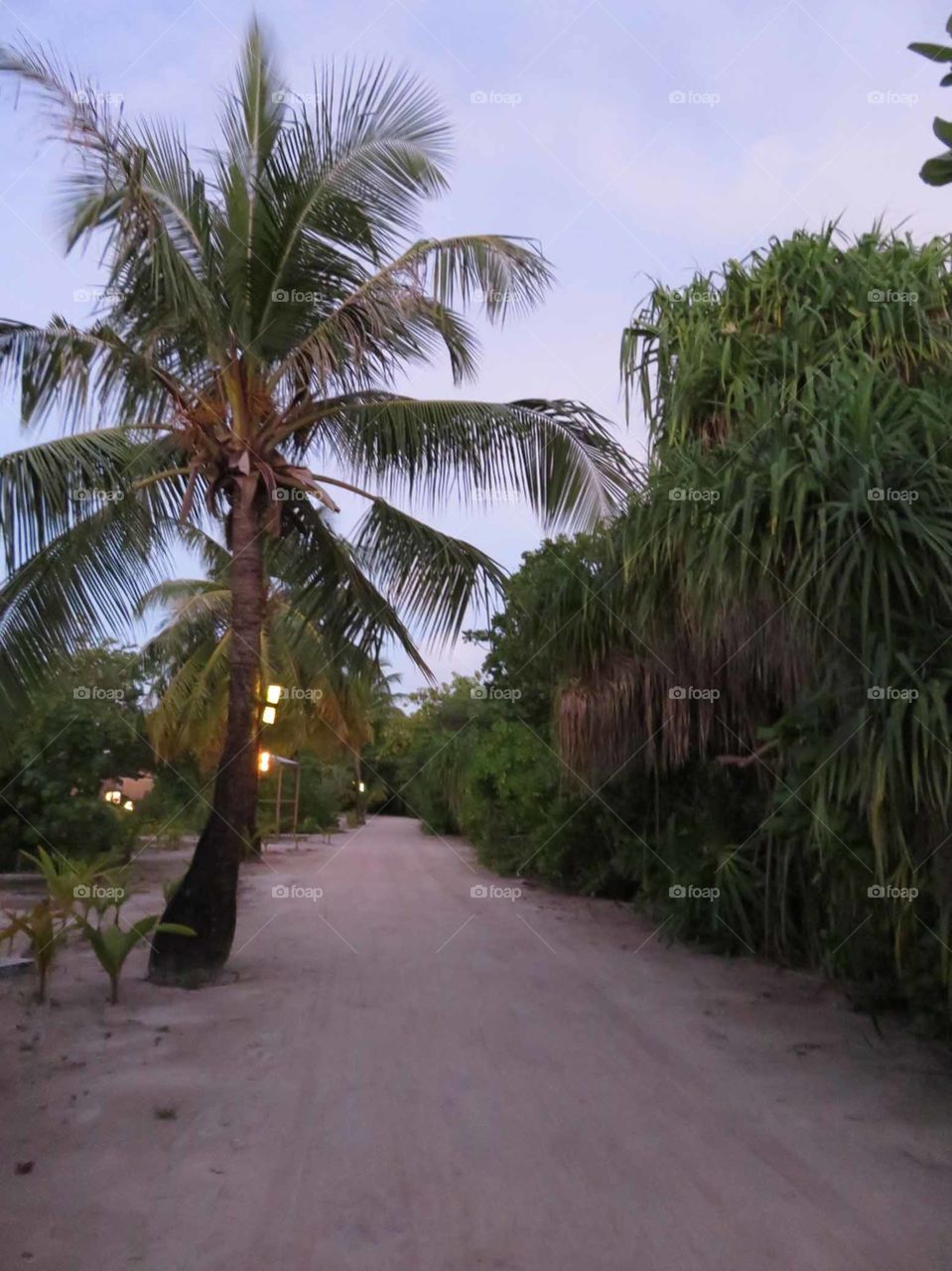 Tropical Pathway