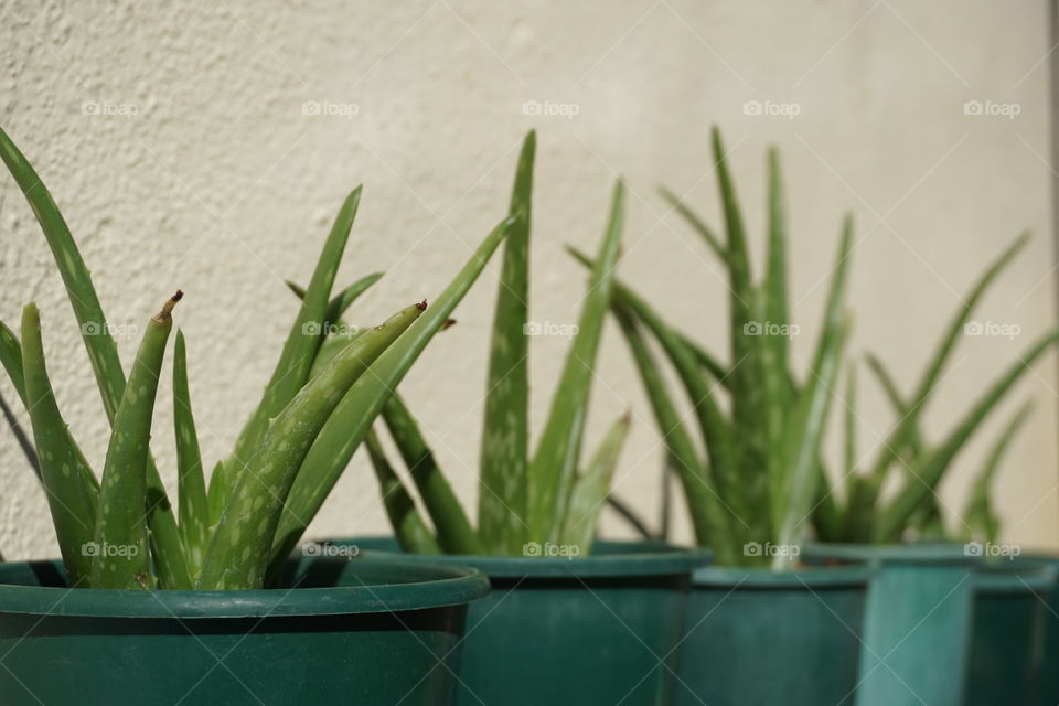 Aloe vera in green pot