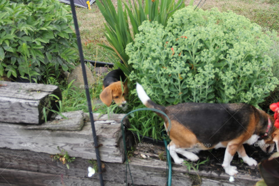 younger beagle following older one