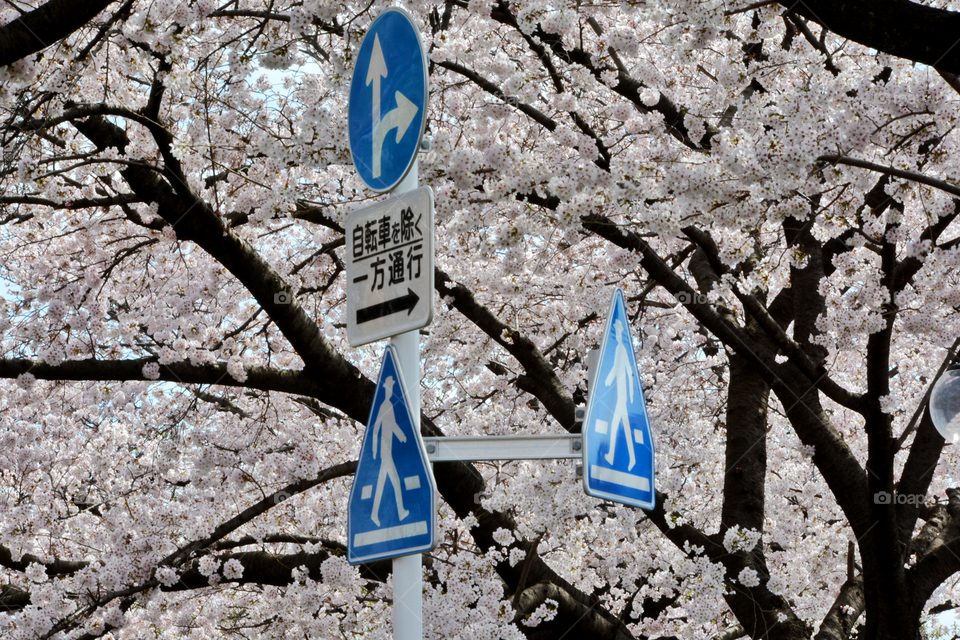 Japan Road sign 