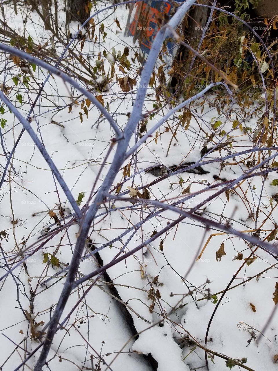 Bluish-purple branches