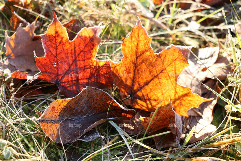 frozen maple leaves on grass