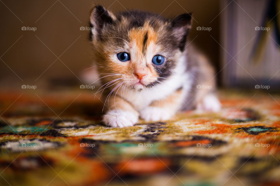 Little tricolor kitten lies on the carpet at home
