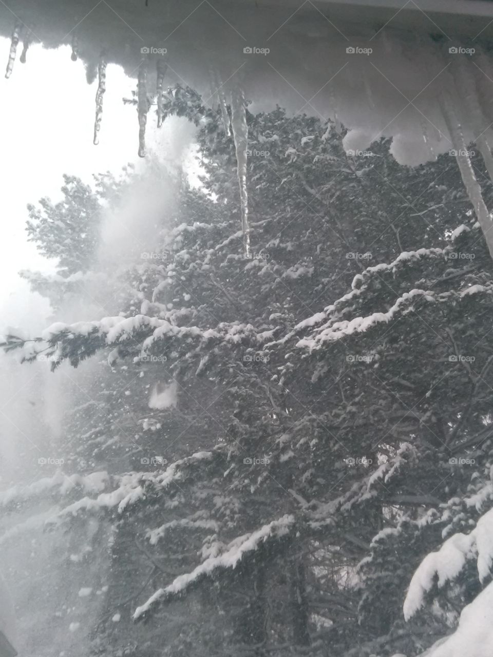 Snow falling from pines