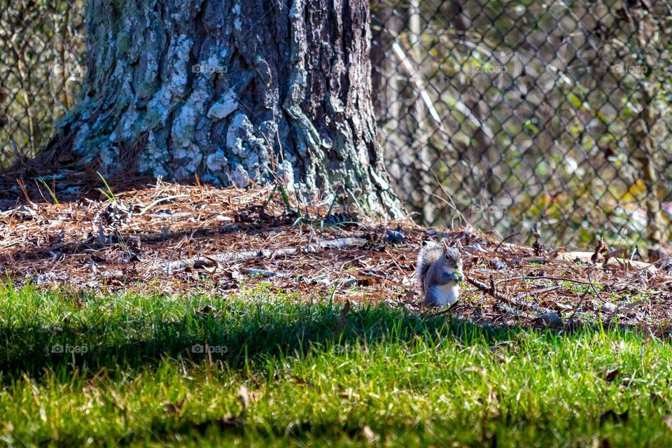 Squirrel foraging 