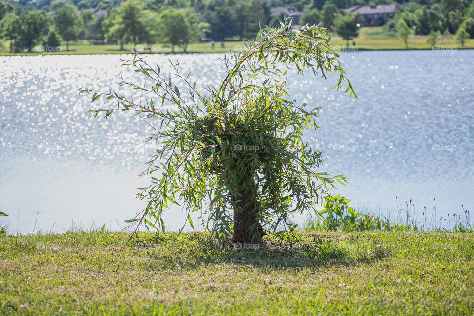 Plant near pond