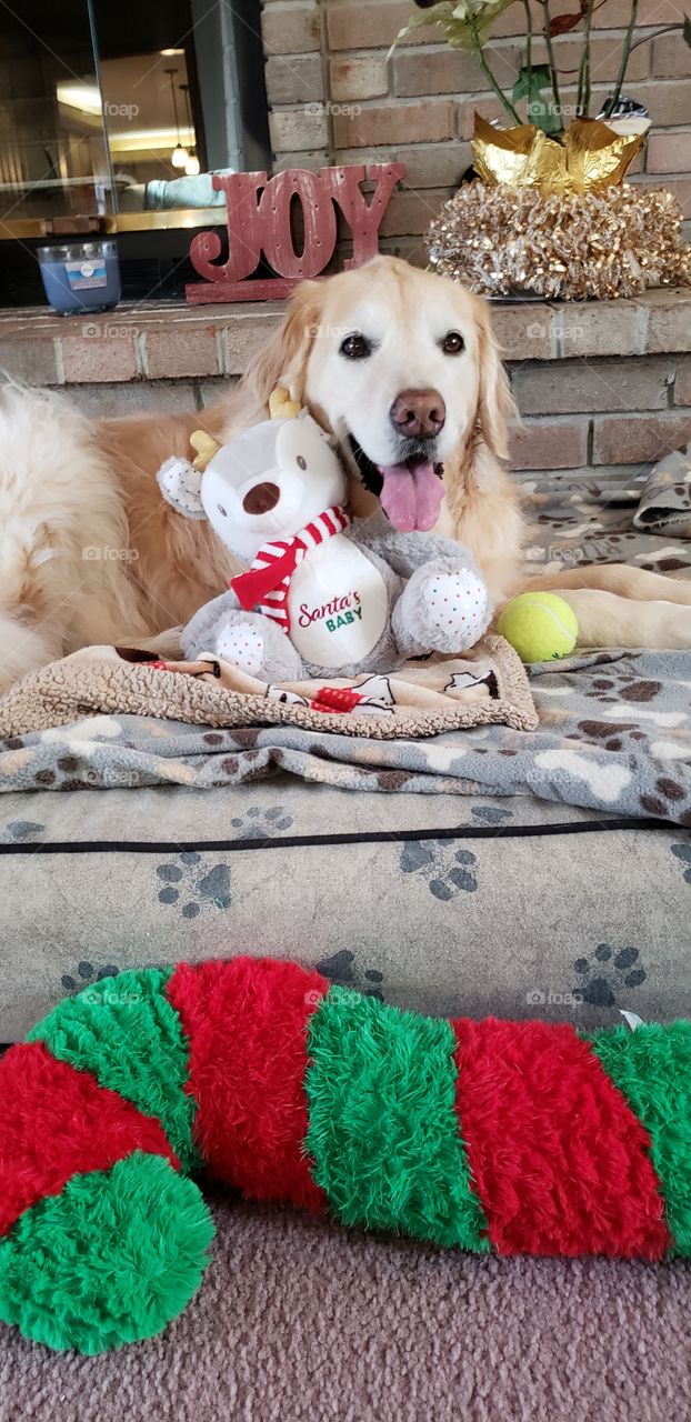 kaci our golden retriever having fun with her presents