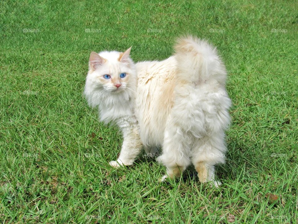 siamese American bobtail manix cat looking over shoulder outdoors