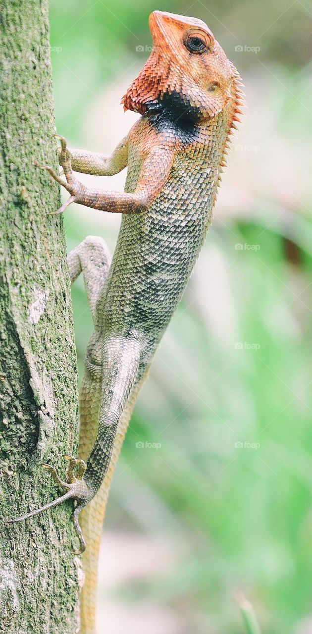 Chameleon on a tree