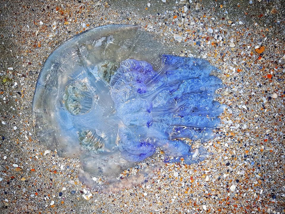 Jellyfish.