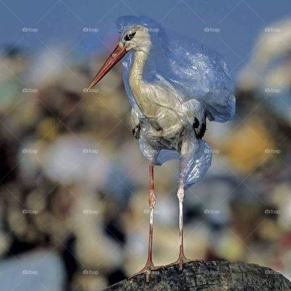 Say no to plastic,let them live 