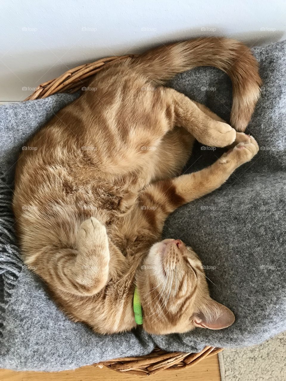 A ginger cat sleeping