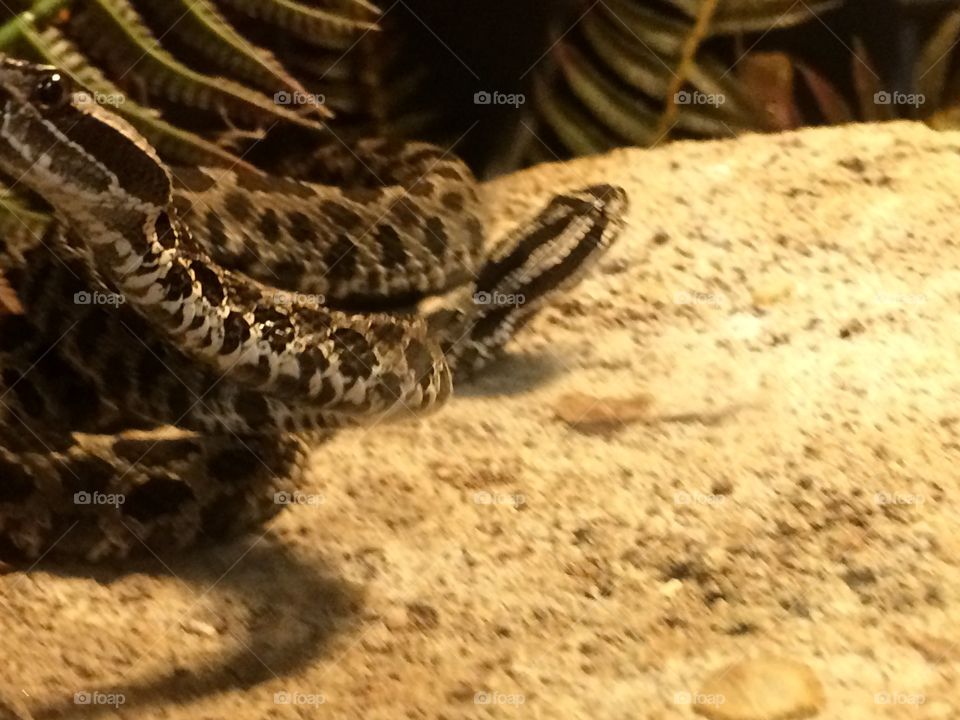 Close up
Rattlesnake 