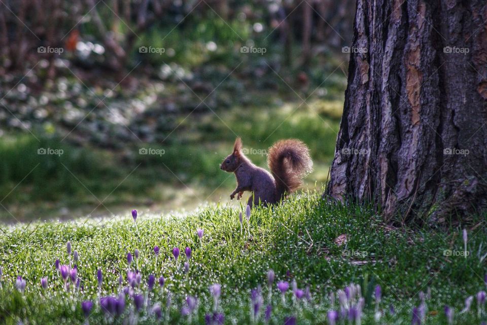 Squirrel in the spring sitting in the park amidst blooming purple crocus.