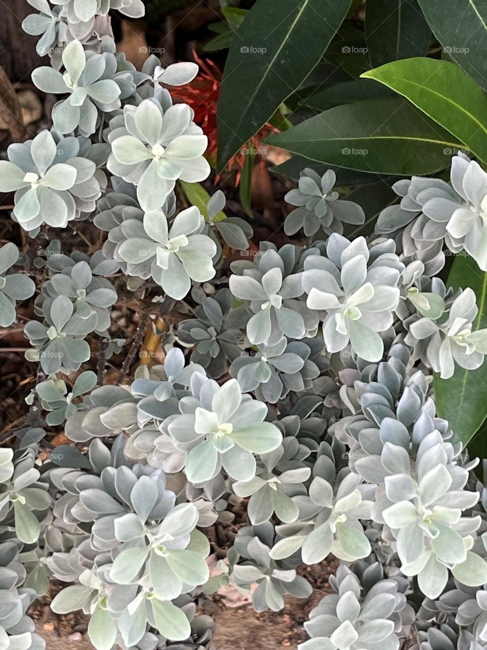A mini-shrub in a home garden. Nature displays its beauty and wonders through plants.