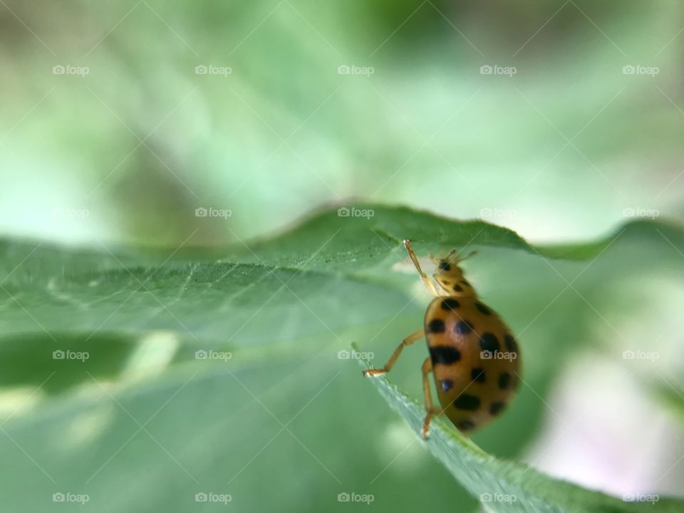 Strong ladybug | Photo with iPhone 7 + Macro lens.