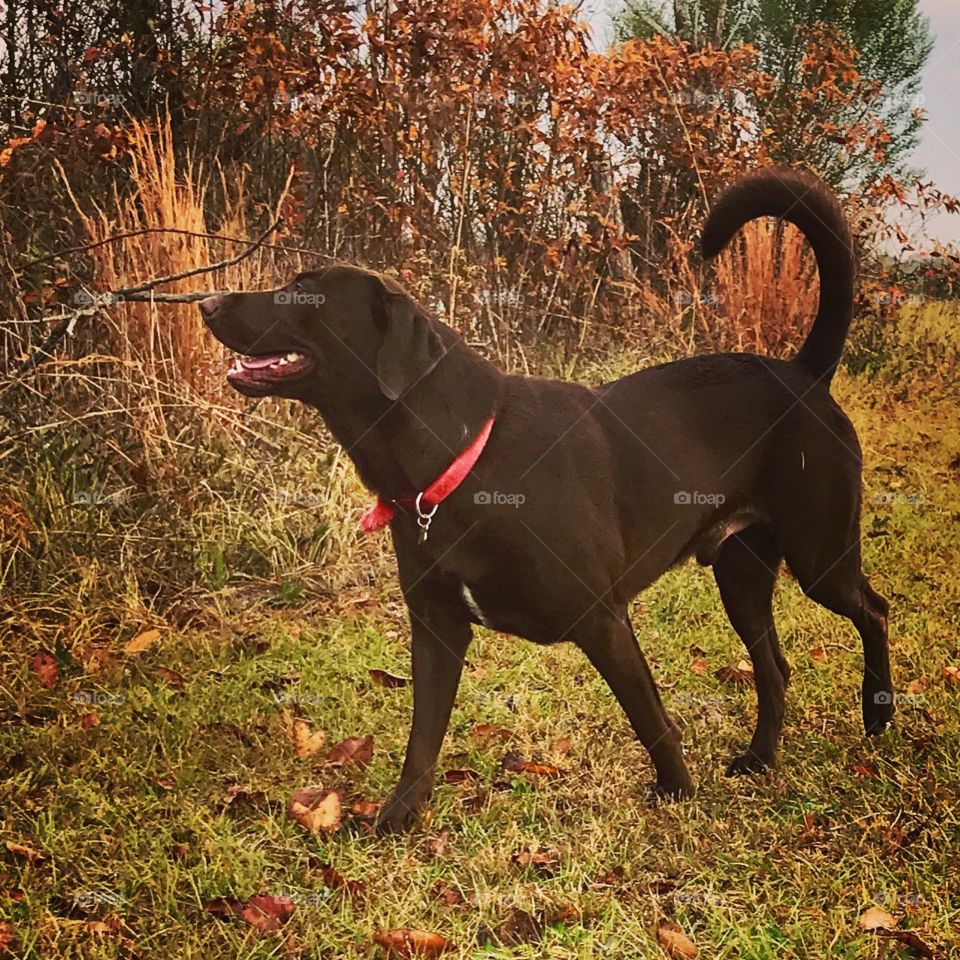 Chocolate Lab on his Morning Walk Around The Farm In Autumn